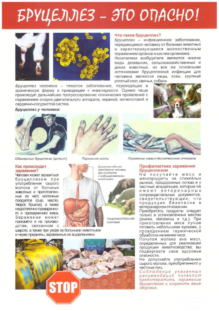 brucellez-eto_opasno.jpg